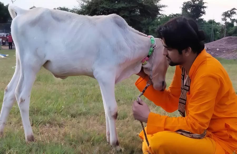 Gau seva moment 3