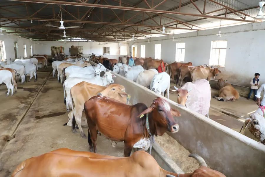 Gau seva moment 4