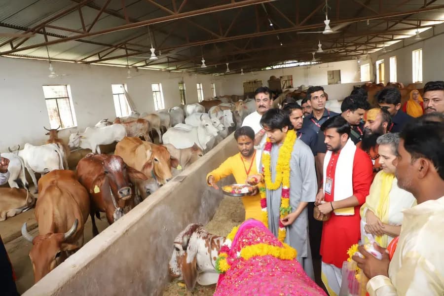 Gau seva moment 8